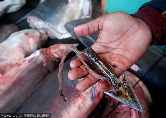 Picture 10 of Sharks are sliced ​​with meat and fins in Indonesia