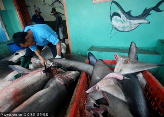 Picture 11 of Sharks are sliced ​​with meat and fins in Indonesia
