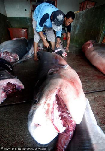 Picture 12 of Sharks are sliced ​​with meat and fins in Indonesia
