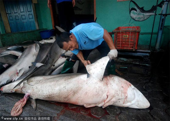 Picture 13 of Sharks are sliced ​​with meat and fins in Indonesia