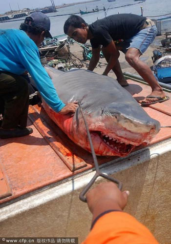 Picture 14 of Sharks are sliced ​​with meat and fins in Indonesia
