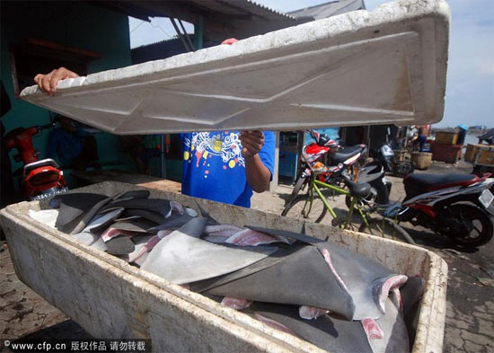 Picture 15 of Sharks are sliced ​​with meat and fins in Indonesia