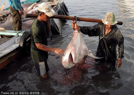 Picture 2 of Sharks are sliced ​​with meat and fins in Indonesia