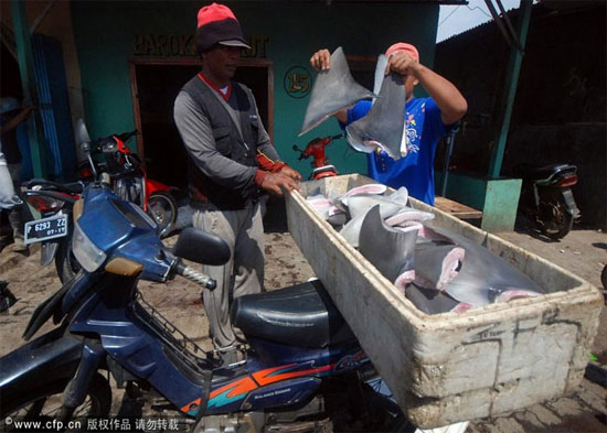 Picture 4 of Sharks are sliced ​​with meat and fins in Indonesia