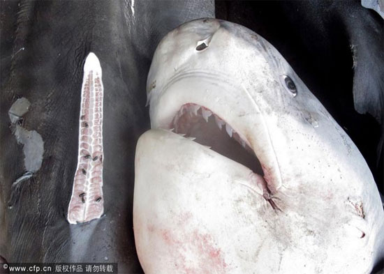 Picture 5 of Sharks are sliced ​​with meat and fins in Indonesia