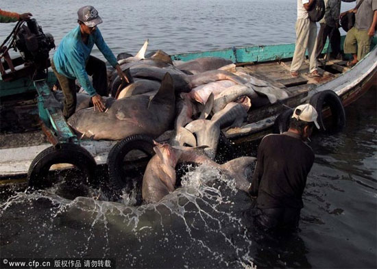 Picture 6 of Sharks are sliced ​​with meat and fins in Indonesia