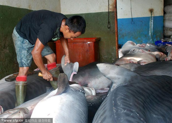 Picture 7 of Sharks are sliced ​​with meat and fins in Indonesia