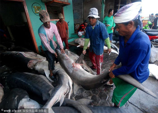 Picture 8 of Sharks are sliced ​​with meat and fins in Indonesia