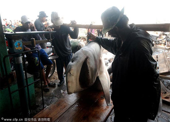Picture 9 of Sharks are sliced ​​with meat and fins in Indonesia