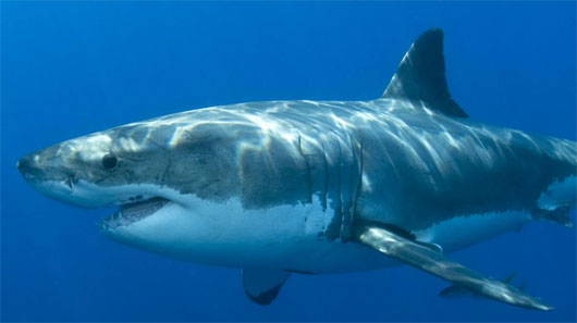 Picture 1 of Sharks attack
