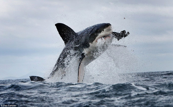 Picture 1 of Sharks break teeth because of hunting