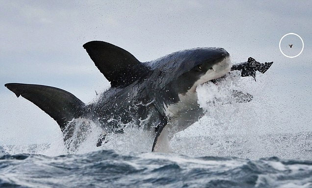 Picture 2 of Sharks break teeth because of hunting