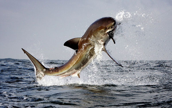 Picture 3 of Sharks break teeth because of hunting