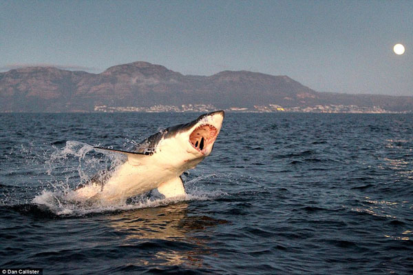 Picture 4 of Sharks break teeth because of hunting