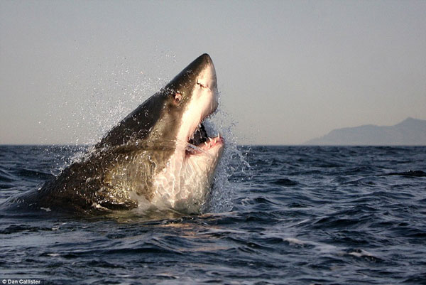 Picture 5 of Sharks break teeth because of hunting