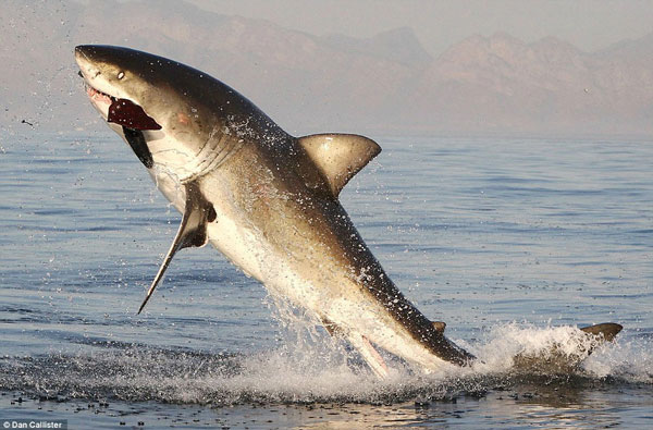 Picture 6 of Sharks break teeth because of hunting