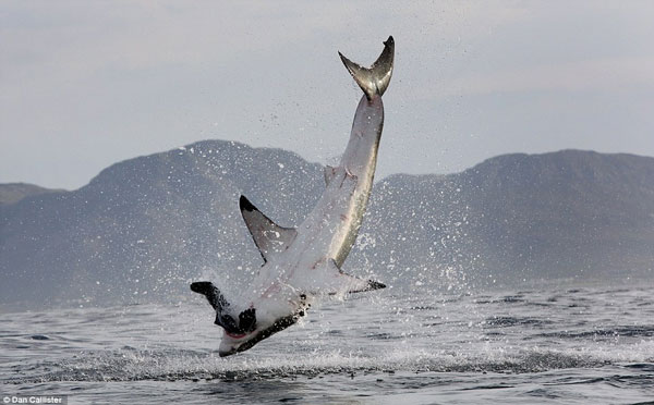Picture 8 of Sharks break teeth because of hunting