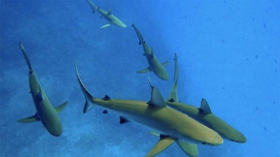 Picture 1 of Sharks dive deeper when the moon is full