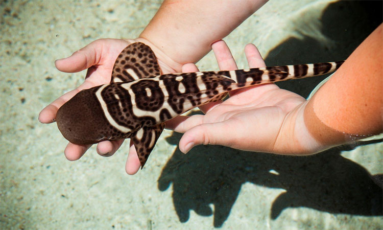 Picture 1 of Sharks give birth without males
