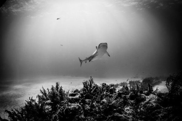 Picture 3 of Sharks in the Australian aquarium help detect murderers