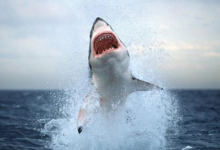 Picture 1 of Sharks often attack people when the moon is new