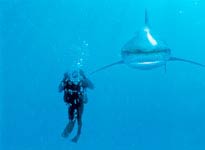 Picture 1 of Sharks on the Bahamas