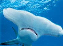 Picture 2 of Sharks on the Bahamas