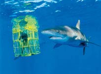 Picture 4 of Sharks on the Bahamas