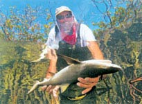 Picture 5 of Sharks on the Bahamas