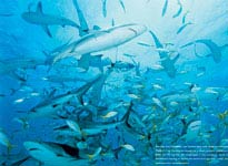 Picture 6 of Sharks on the Bahamas