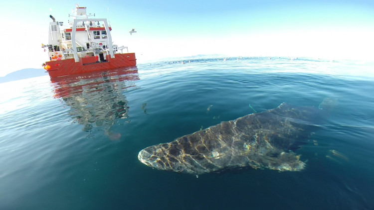 Picture 1 of Sharks spend 4 centuries, only mating after 150 years old