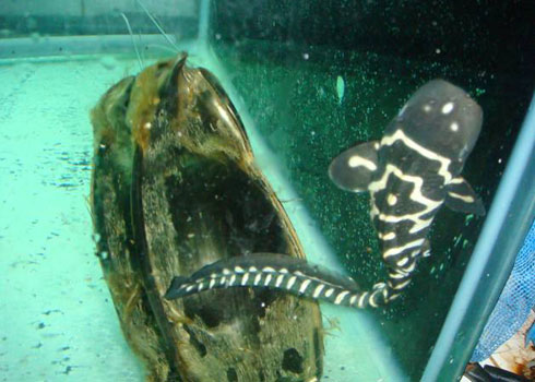 Picture 1 of Sharks 'virgin' spawns at Nha Trang aquarium