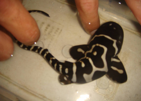 Picture 2 of Sharks 'virgin' spawns at Nha Trang aquarium