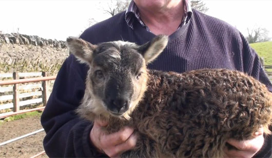 Picture 1 of Sheep hybrid goat was born in Ireland