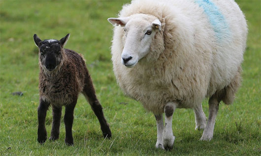 Picture 2 of Sheep hybrid goat was born in Ireland