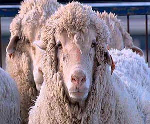 Picture 1 of Sheep hybrid ... people