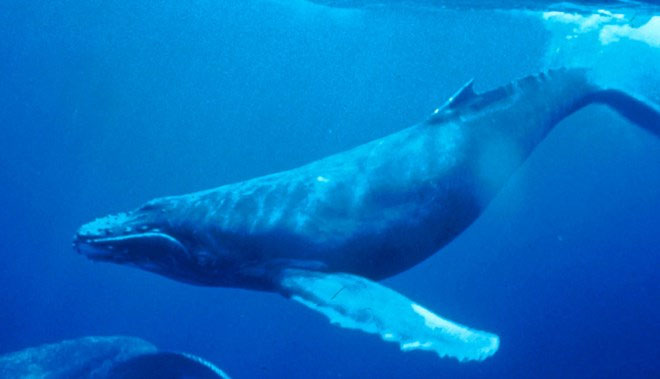 Picture 1 of Ships run off the ocean song of humpback whales