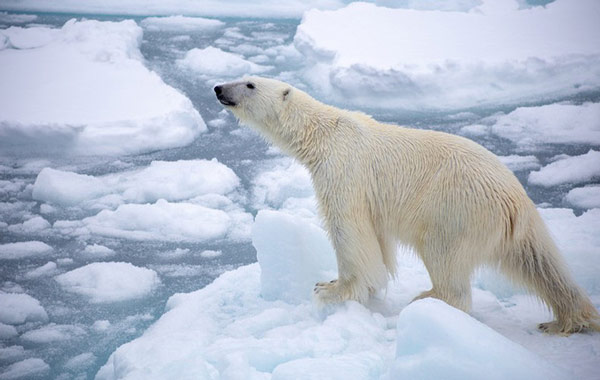 Picture 3 of Shock: Concentration of atmospheric CO2 has reached the highest point in human history
