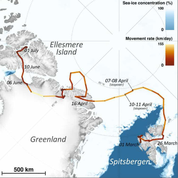 Picture 3 of Shocked, snow foxes exceeded 3,500km in just 76 days