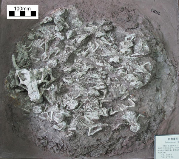 Picture 1 of Shocking discovery of dinosaurs drive and