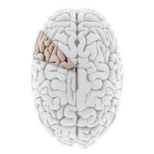 Picture 10 of Shocking facts about the human brain