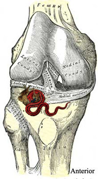 Picture 6 of 'Shocking' findings about your body