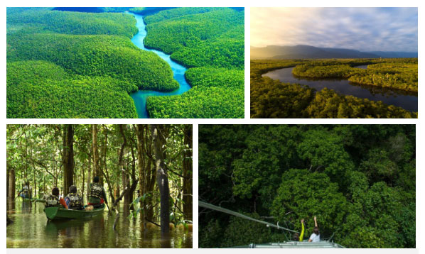 Picture 10 of Shocking photos of the Amazon forest burst into record speed