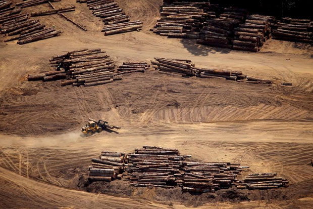 Picture 11 of Shocking photos of the Amazon forest burst into record speed