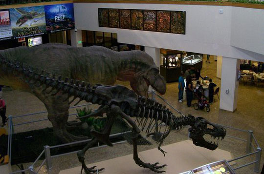Picture 5 of Shocking revelations about tyrant dinosaurs