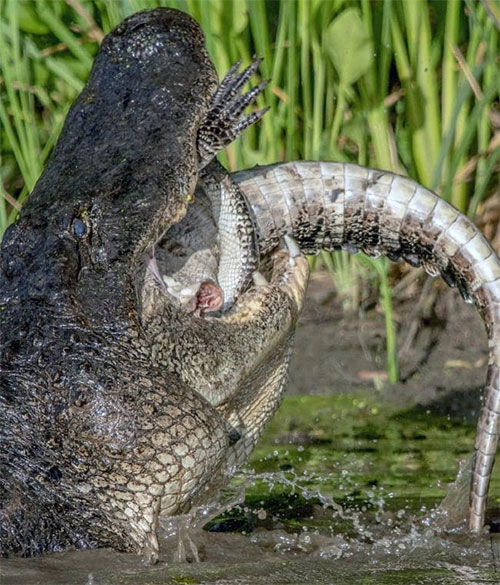 Picture 1 of Short snout crocodiles kill homosexuals to eat meat
