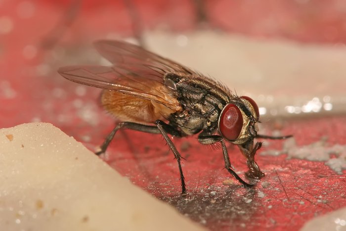 Picture 3 of Should the food be thrown away as soon as the fly flies?