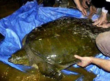 Picture 2 of Should the Ho Guom Turtle 'live try'