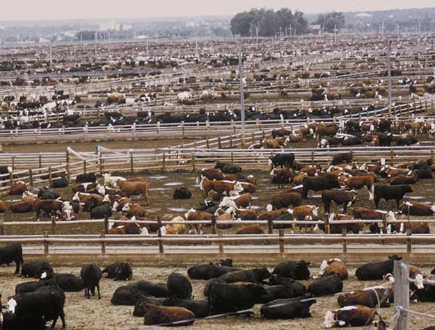 Picture 5 of Should we humans eat meat?