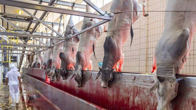 Picture 6 of Should we humans eat meat?